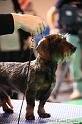 Crufts2011_2 757